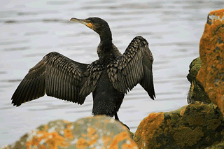 Cormorant