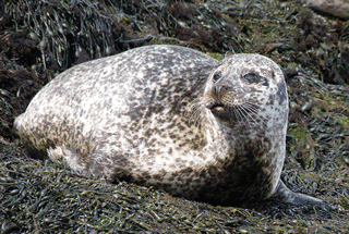 Common seal